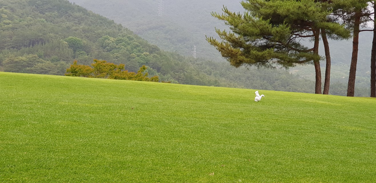 순천 파인힐스CC